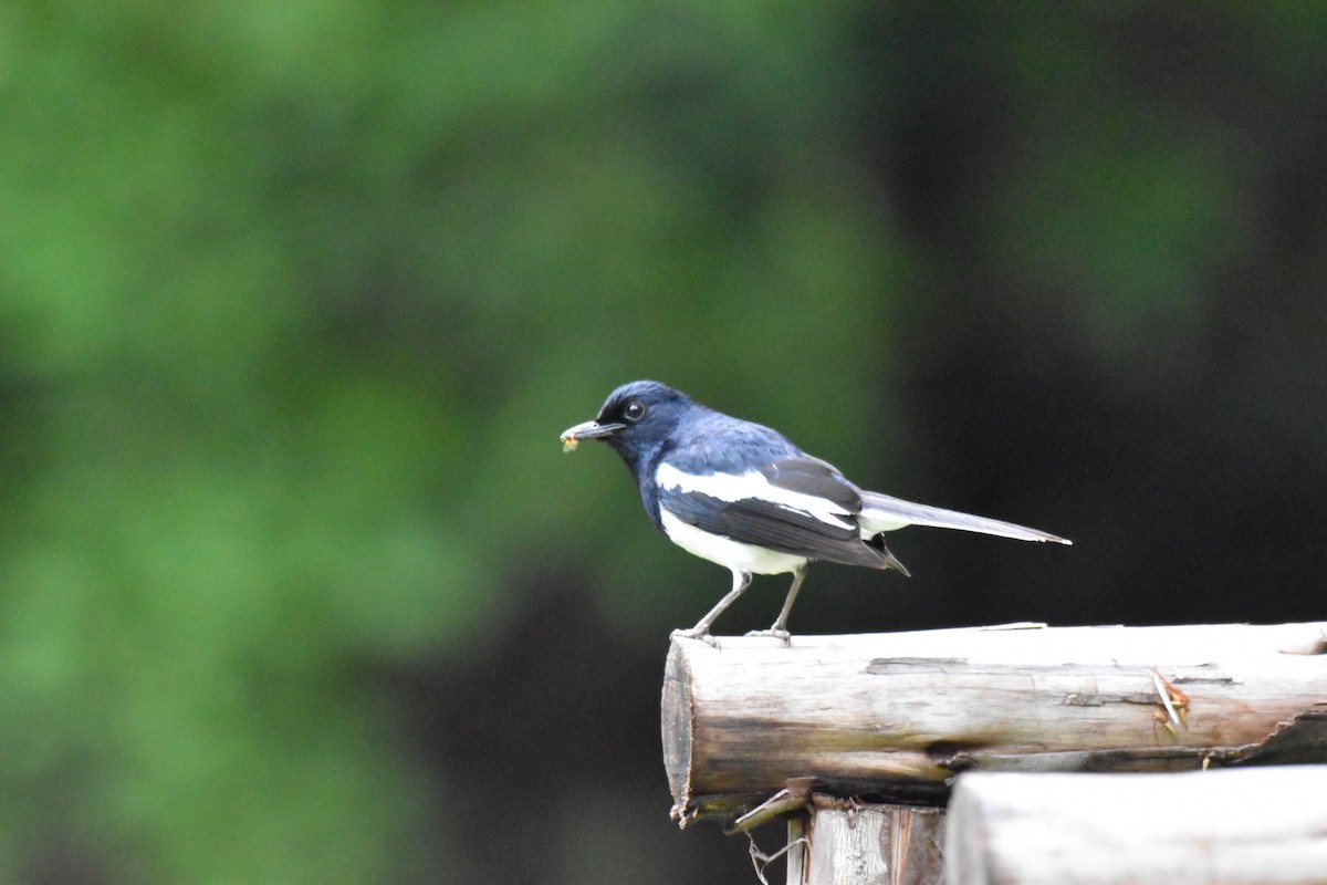 Oriental Magpie-Robin - ML619514025