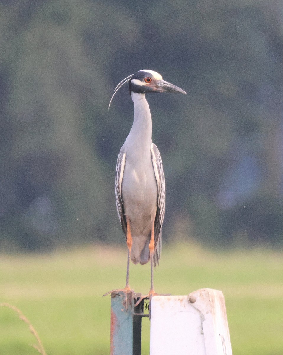 Yellow-crowned Night Heron - Rick Kittinger