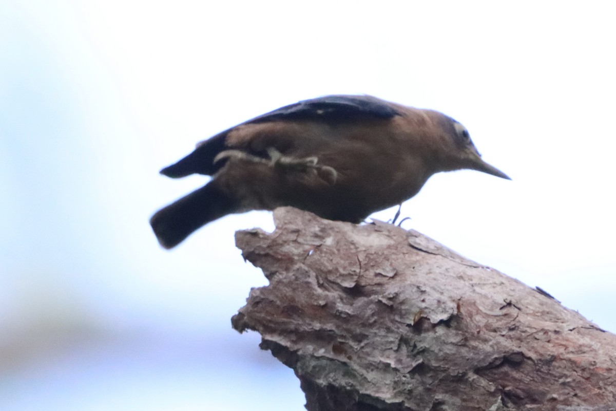 Sulphur-billed Nuthatch - David Morrison