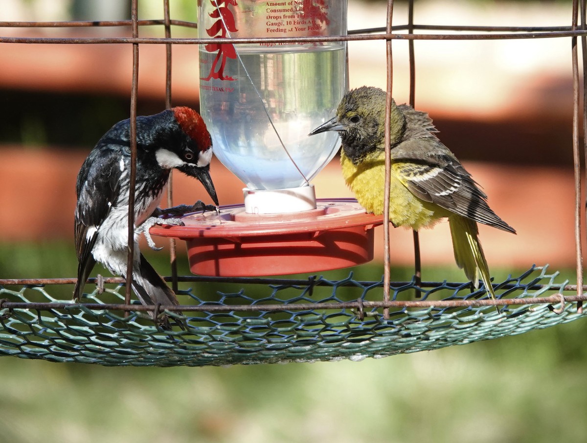 Acorn Woodpecker - Cathy Beck