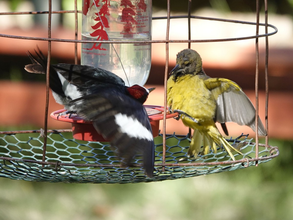 Acorn Woodpecker - Cathy Beck