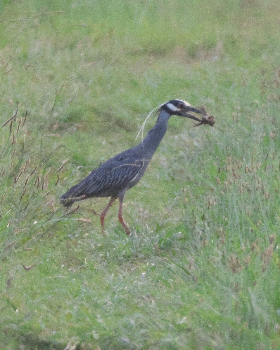 Yellow-crowned Night Heron - Rick Kittinger