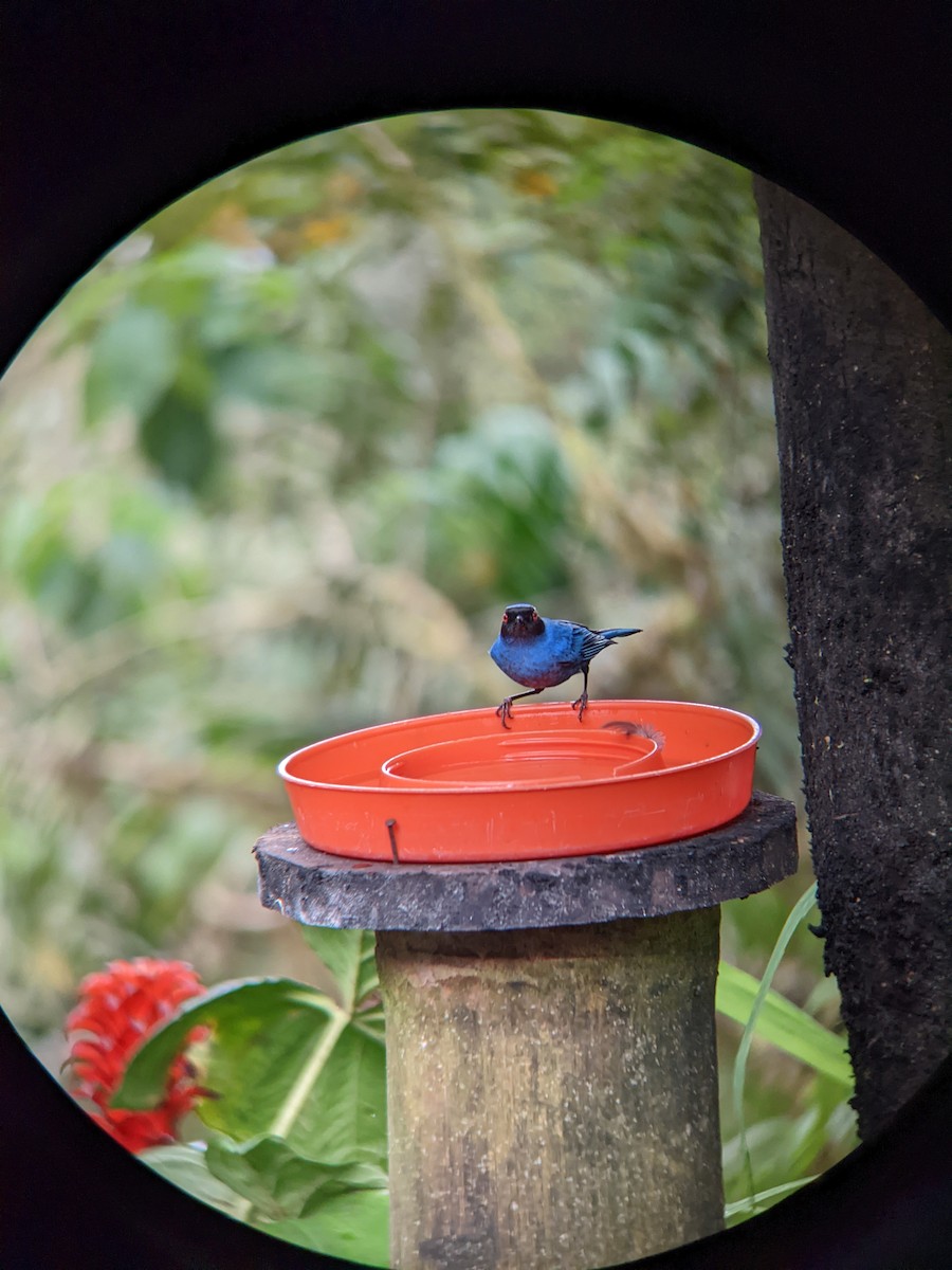 Masked Flowerpiercer - Reder Daughenbaugh