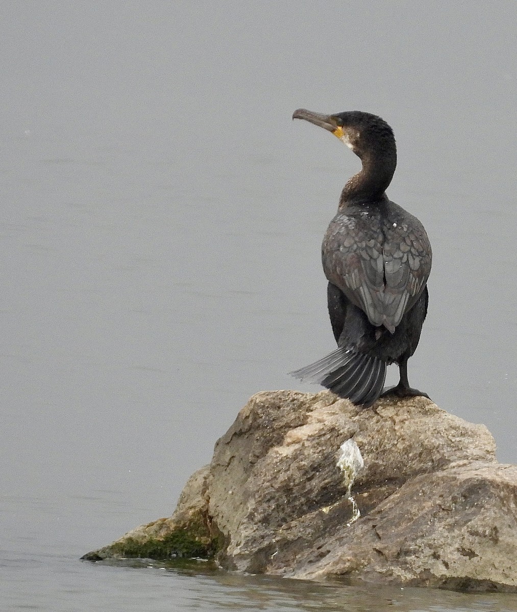 Great Cormorant - Stella Miller