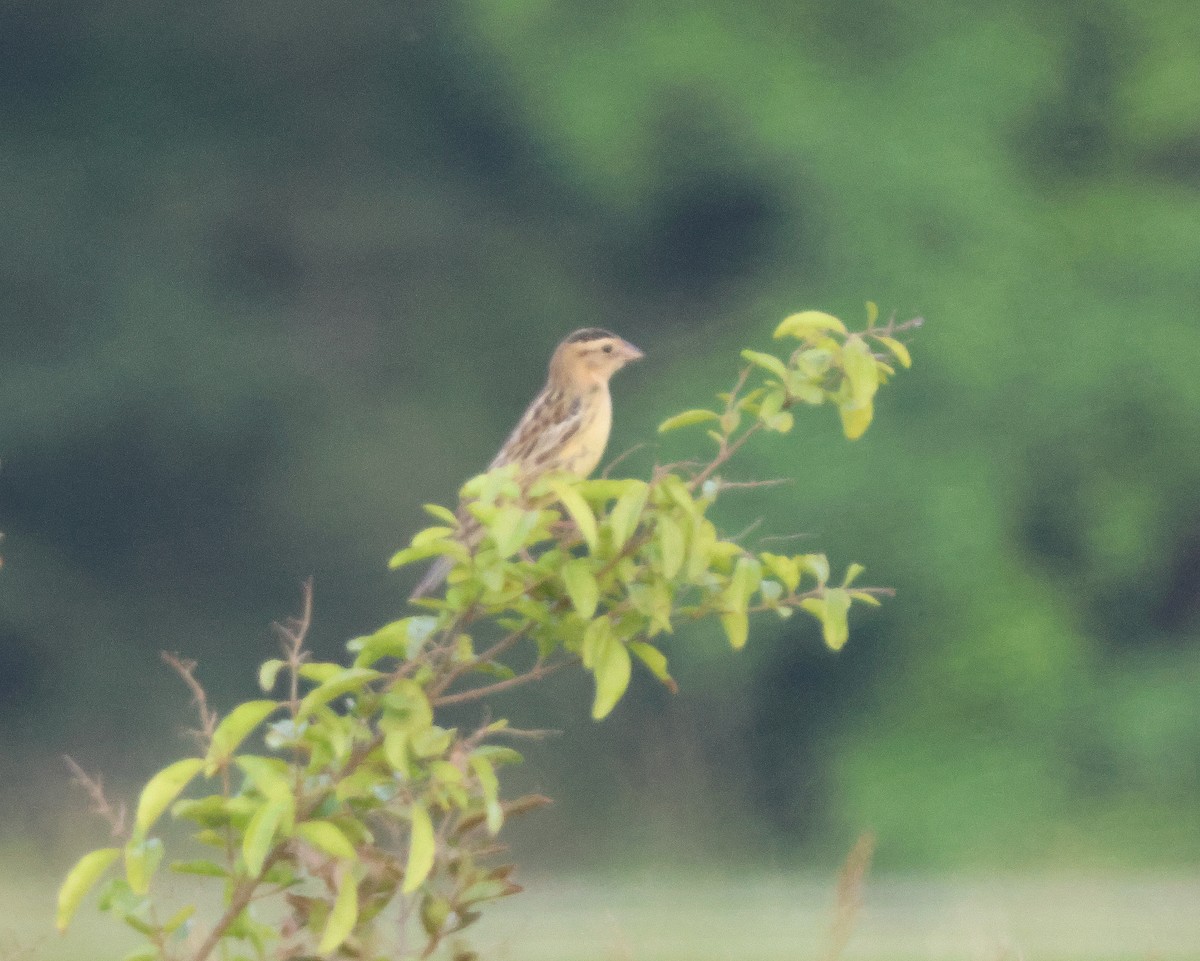 Bobolink - Rick Kittinger