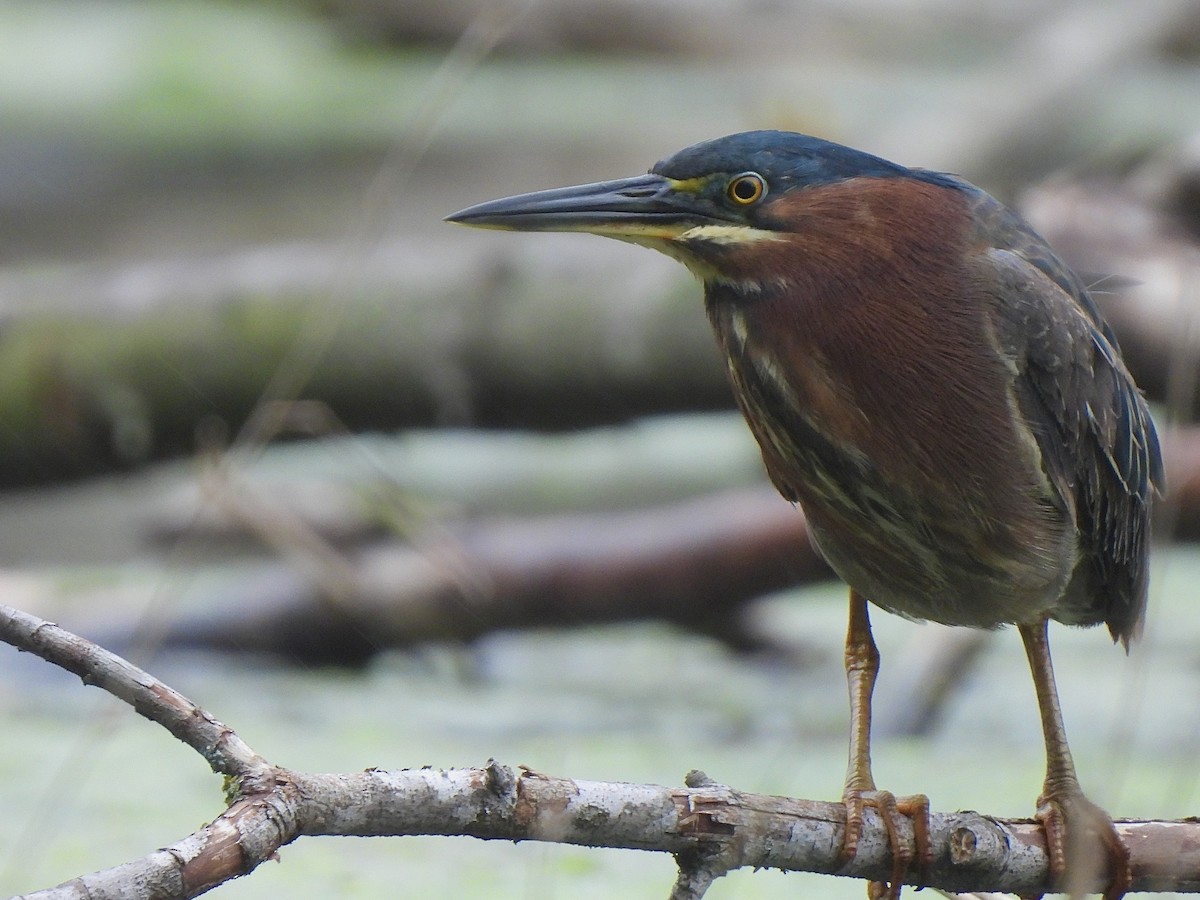 Green Heron - Andrew Whetten