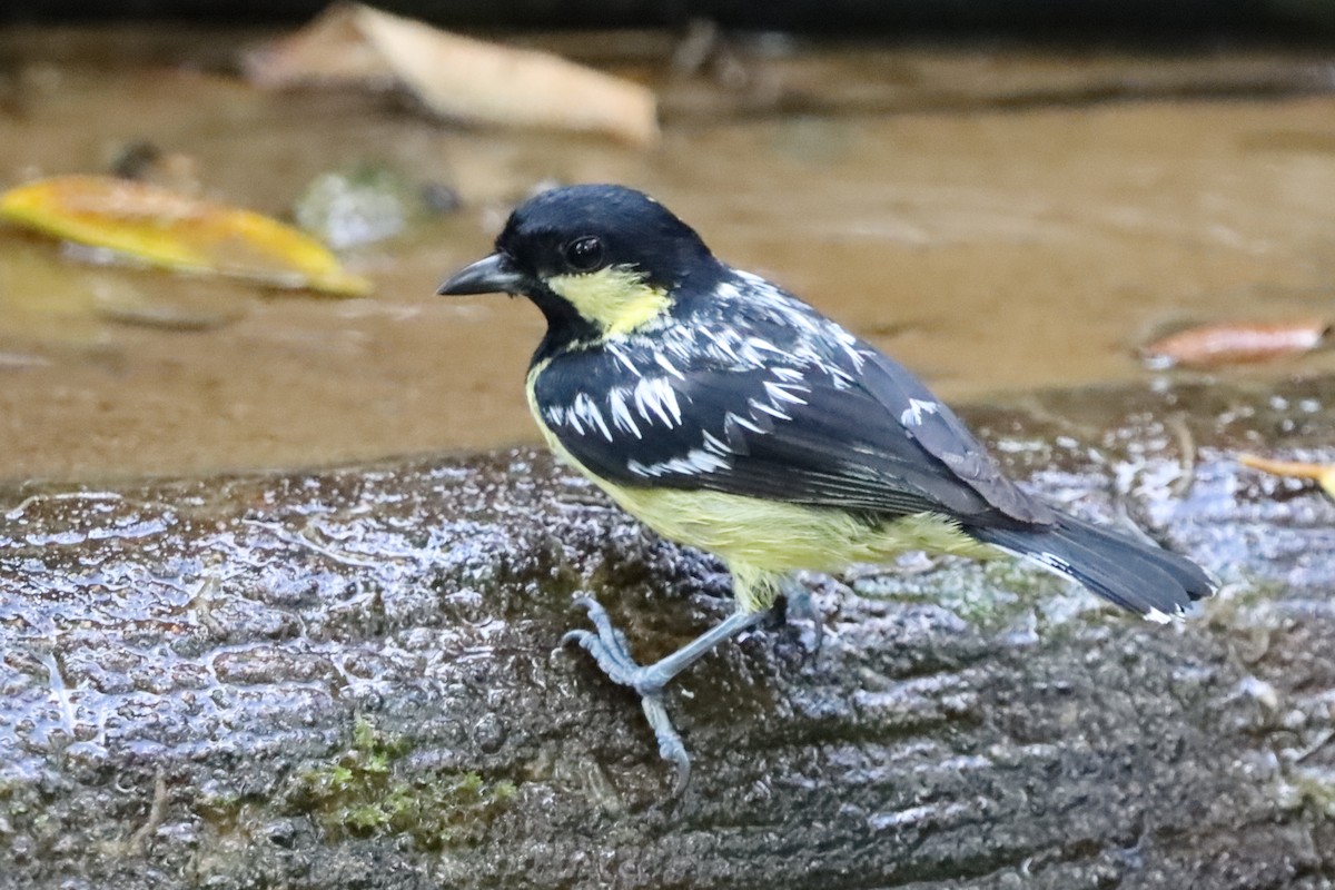 Mésange élégante - ML619514050