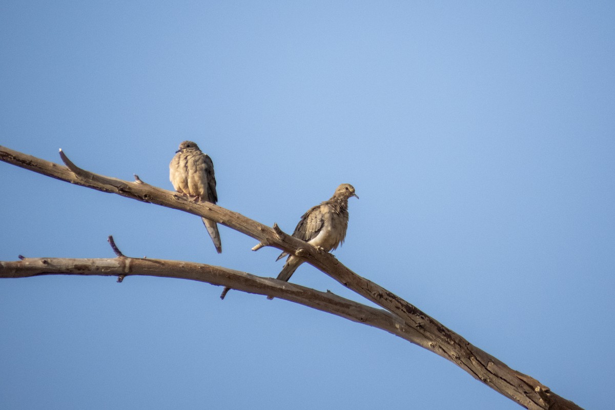 Mourning Dove - Kathy Snyder