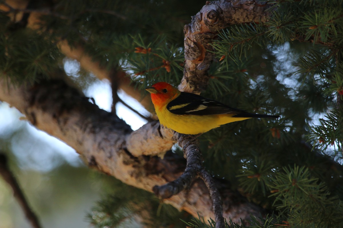 Western Tanager - Bryce Thompson