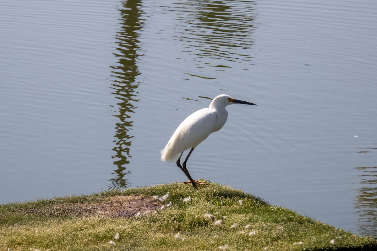 Snowy Egret - ML619514059