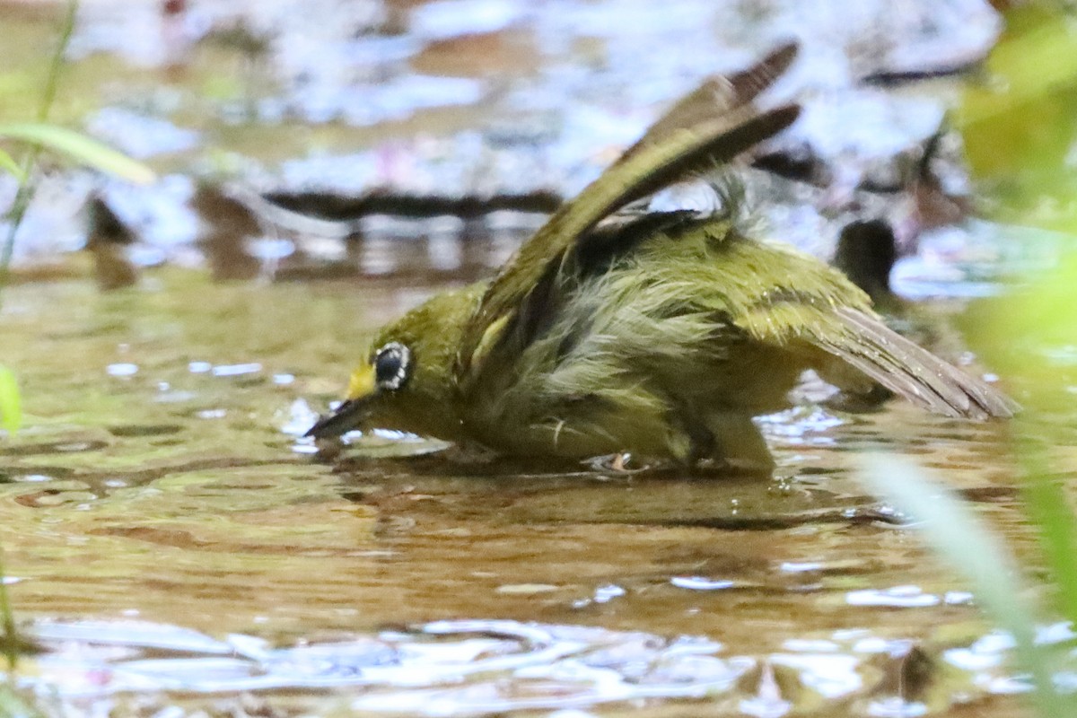 Yellowish White-eye - David Morrison