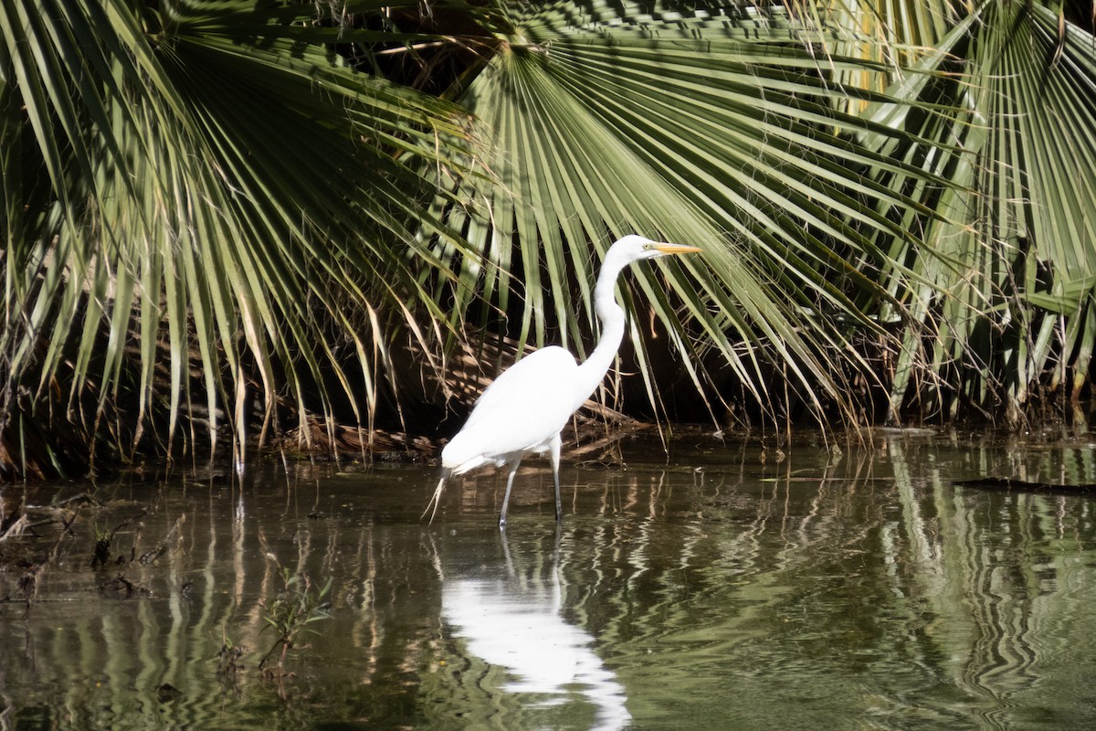 Great Egret - Kathy Snyder