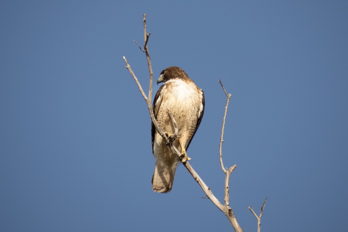 Red-tailed Hawk - Kathy Snyder