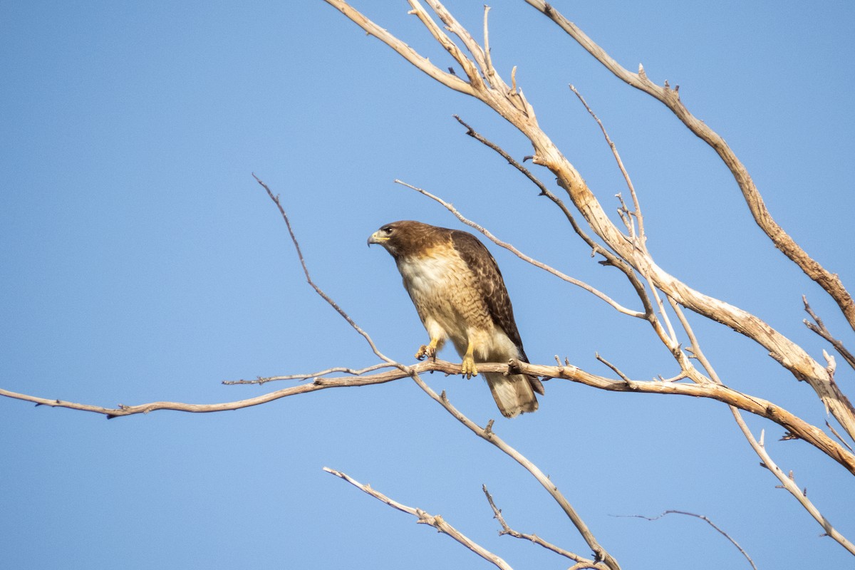 Red-tailed Hawk - Kathy Snyder