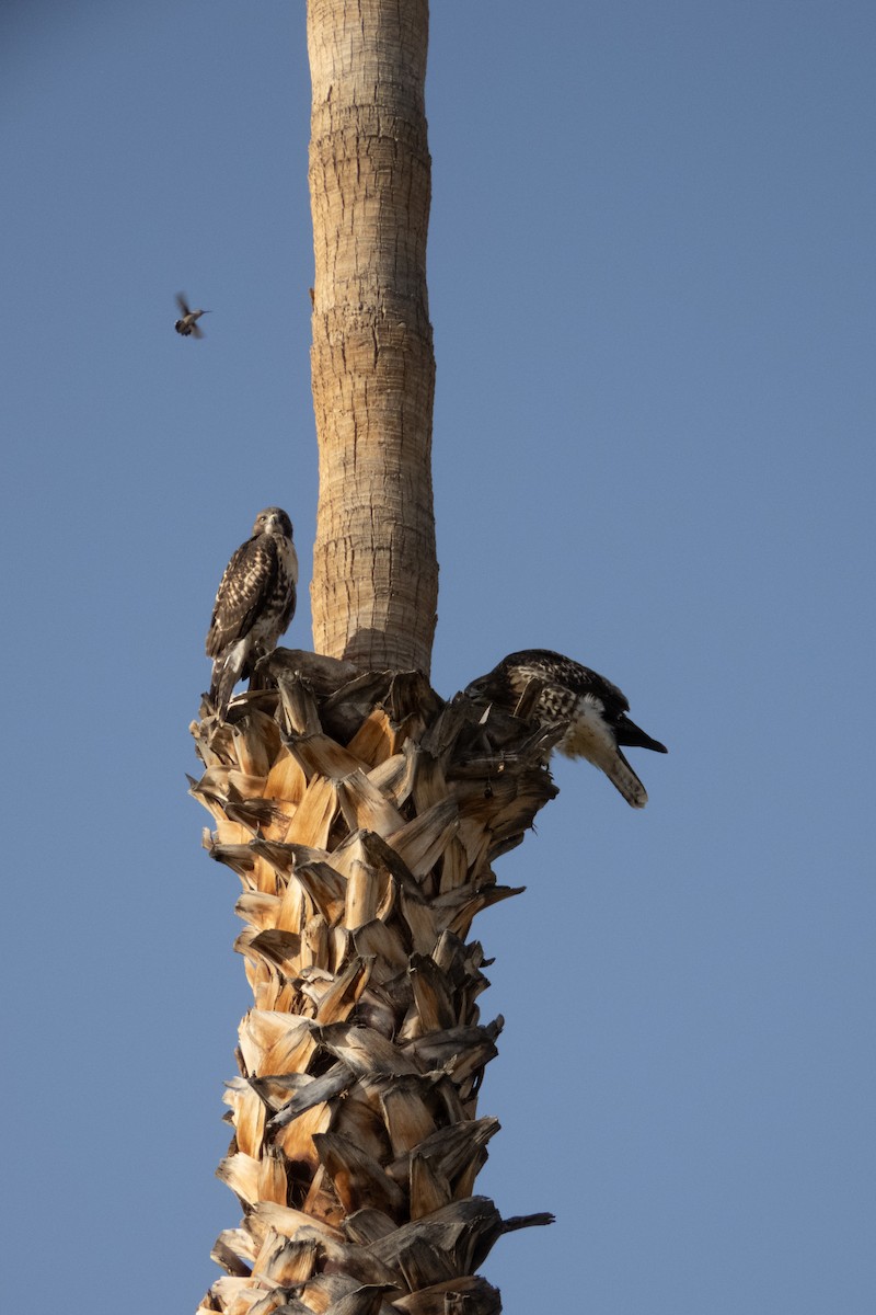 Red-tailed Hawk - Kathy Snyder