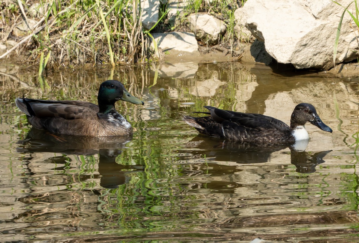 Domestic goose sp. (Domestic type) - Chad Berry