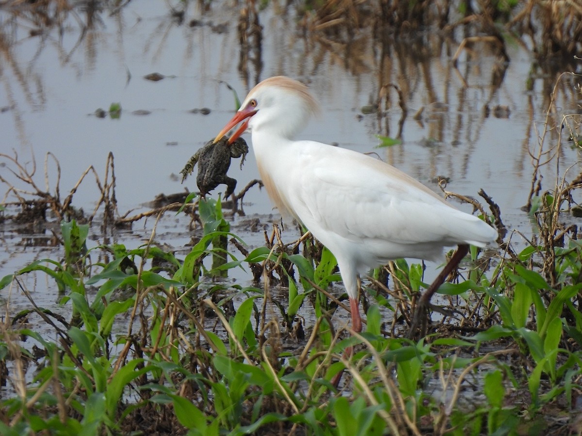 Western Cattle Egret - Andrew Whetten