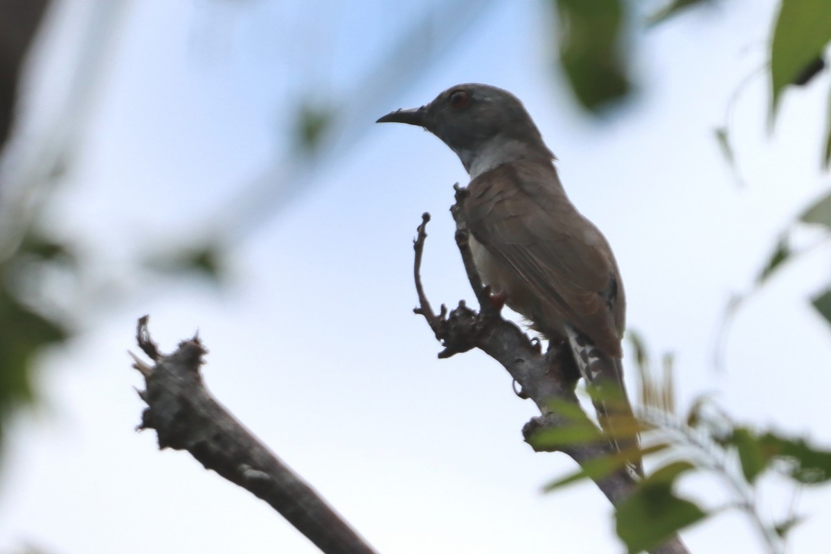 Plaintive Cuckoo - David Morrison