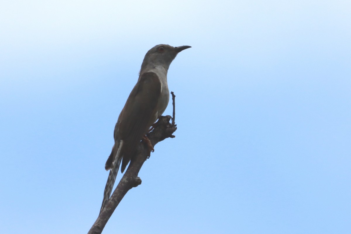 Plaintive Cuckoo - David Morrison