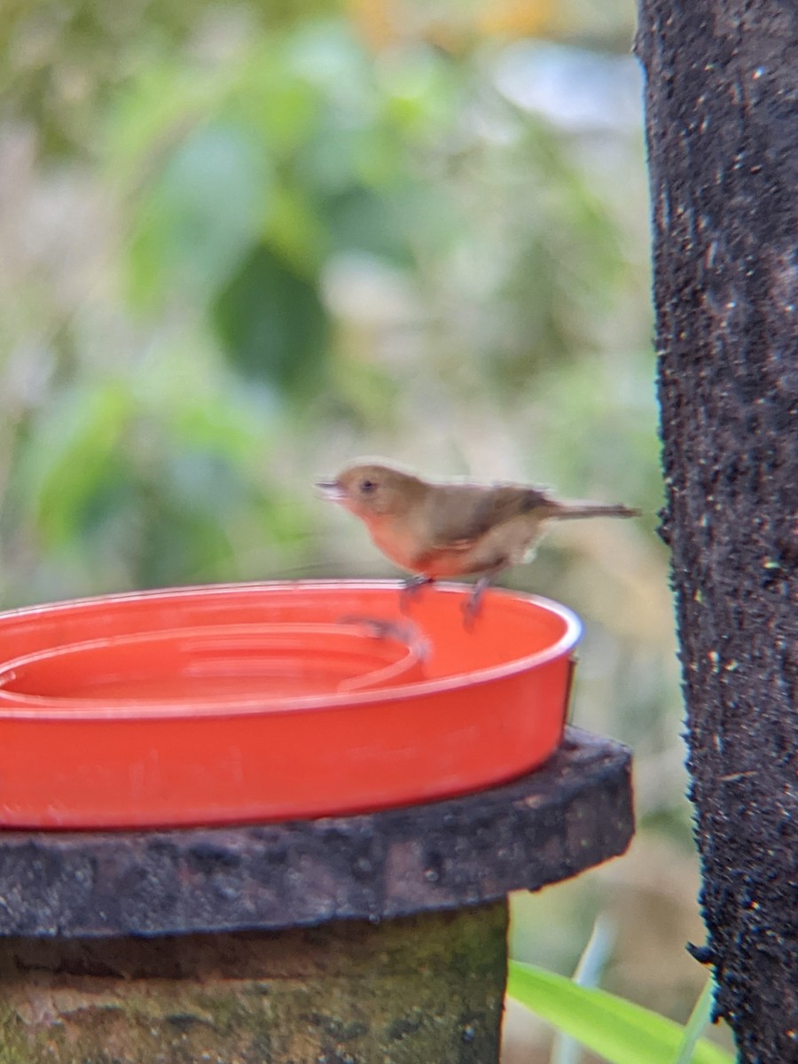 White-sided Flowerpiercer - Reder Daughenbaugh