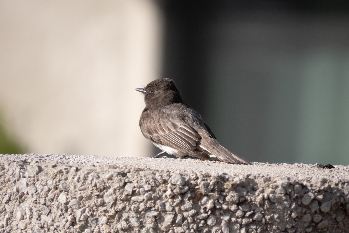 Black Phoebe - Kathy Snyder