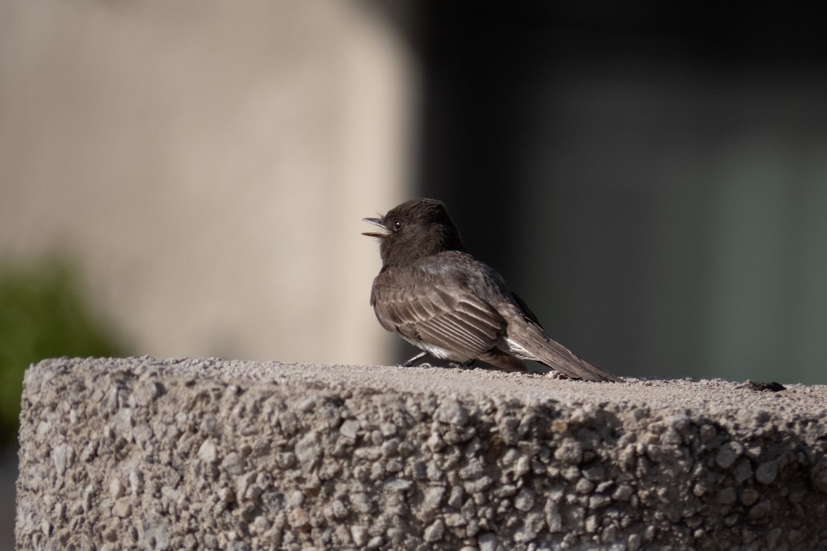 Black Phoebe - Kathy Snyder