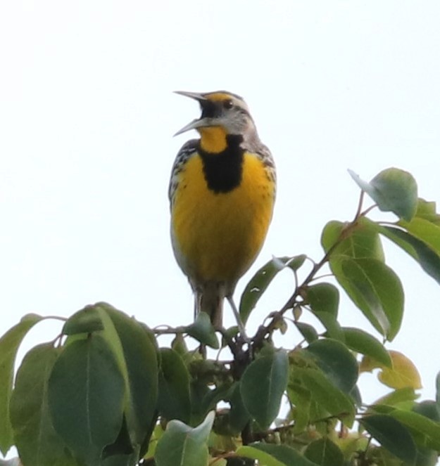 Eastern Meadowlark - Herbert King