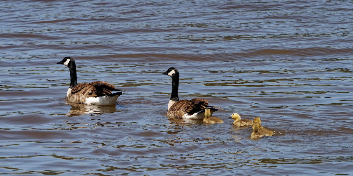 Canada Goose - Zhennong Li