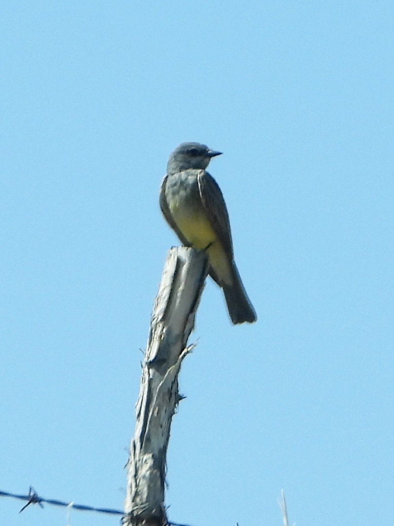 Cassin's Kingbird - Debbie Jacquez