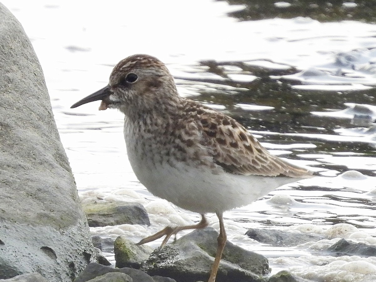 Least Sandpiper - Stella Miller