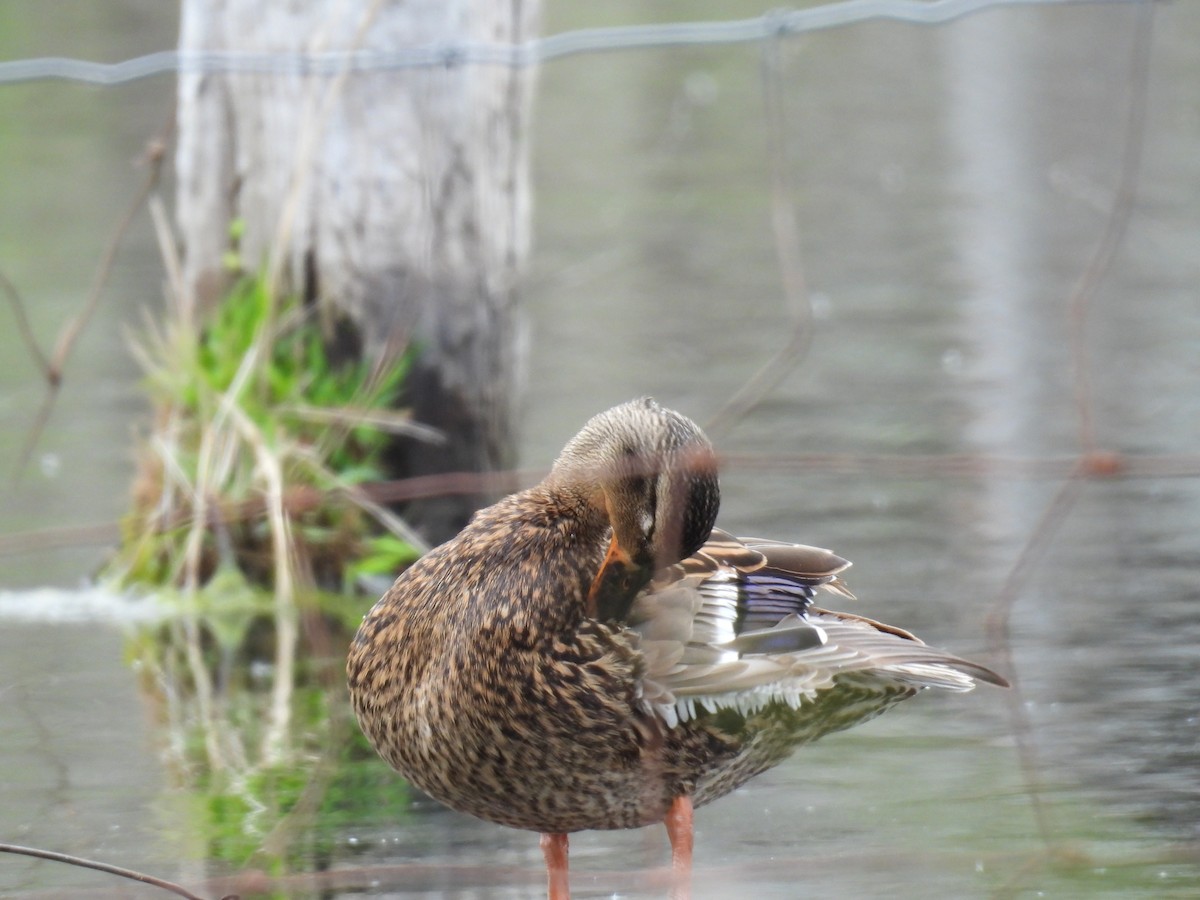 Mallard - Anonymous