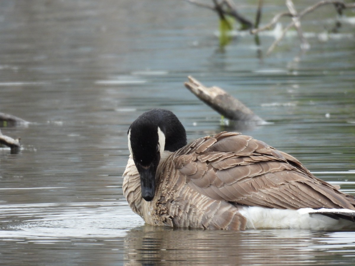 Canada Goose - Anonymous