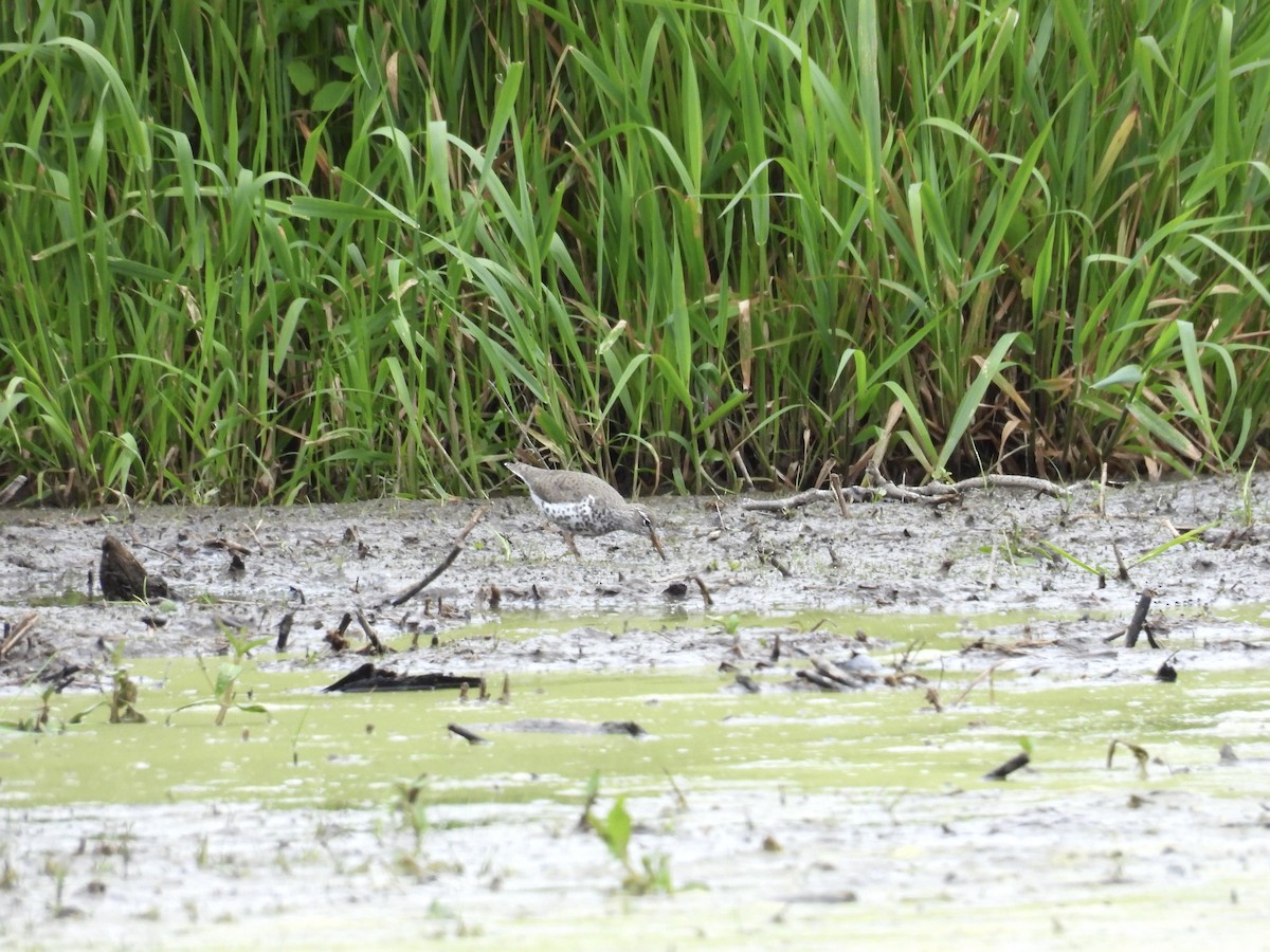 Spotted Sandpiper - Anonymous