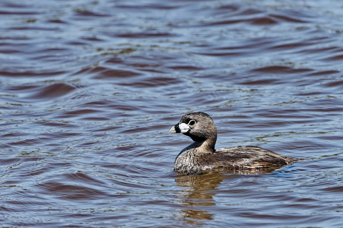 Pied-billed Grebe - Zhennong Li