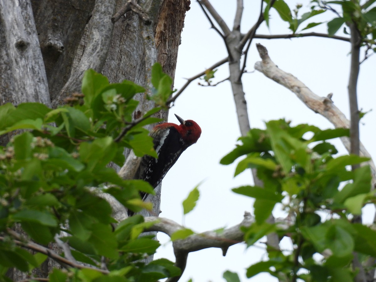 Red-breasted Sapsucker - ML619514133