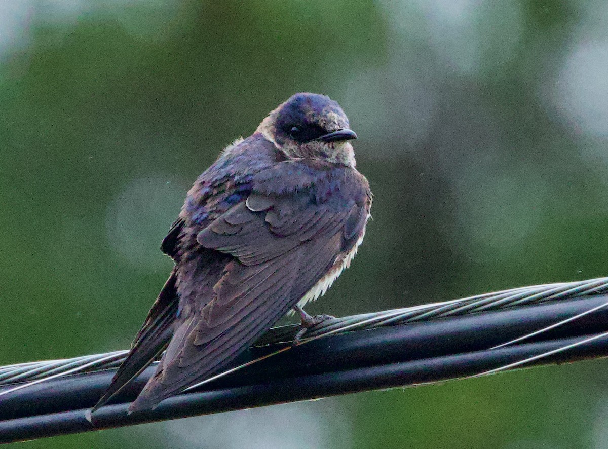 Purple Martin - Pair of Wing-Nuts