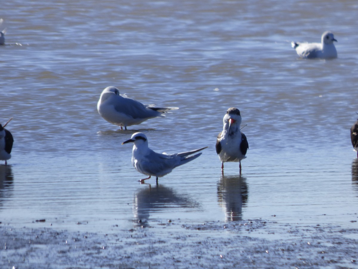 Snowy-crowned Tern - ML619514136