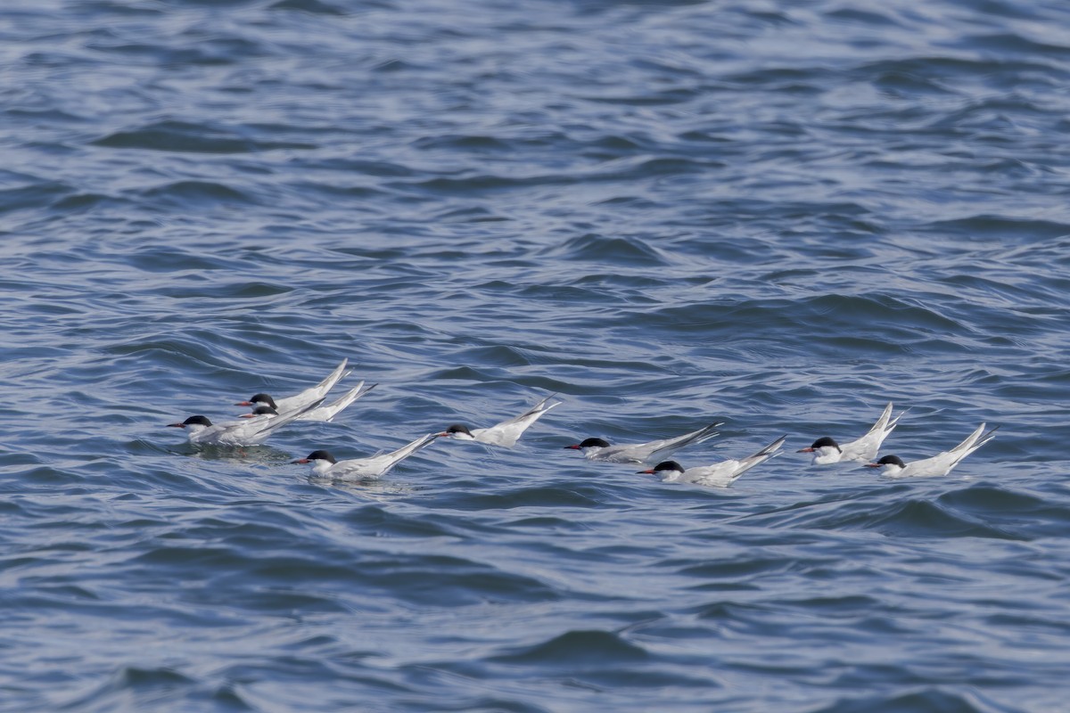 Common Tern - ML619514139