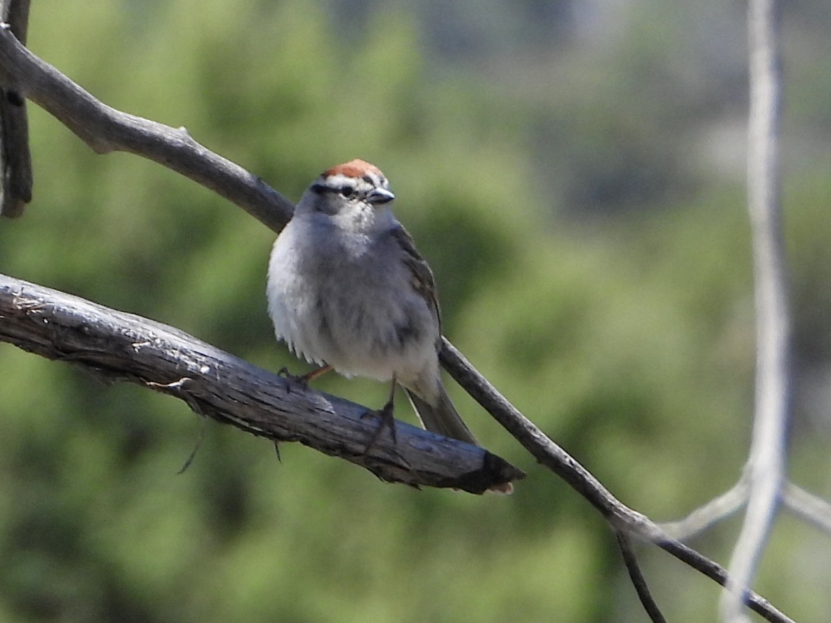 Chipping Sparrow - Debbie Jacquez