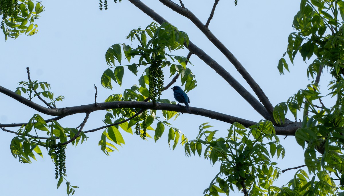 Indigo Bunting - Chad Berry