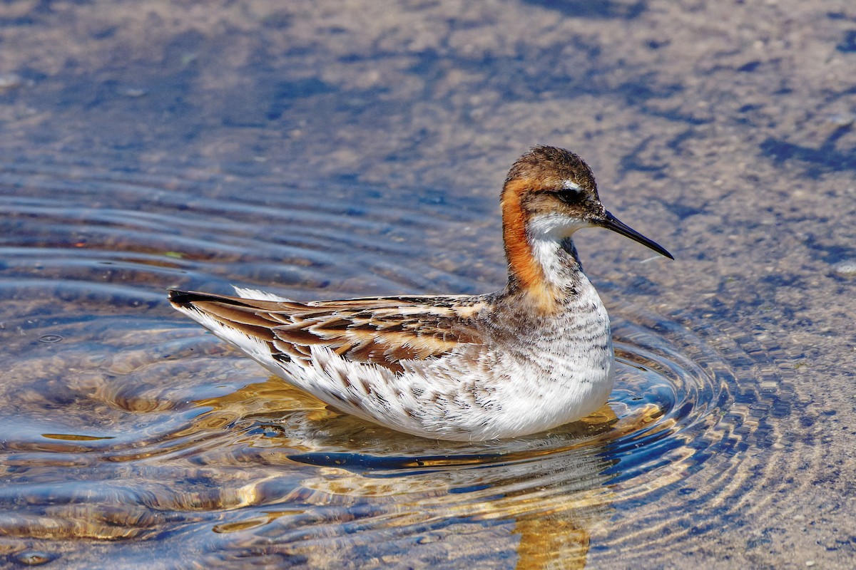 Red-necked Phalarope - Zhennong Li