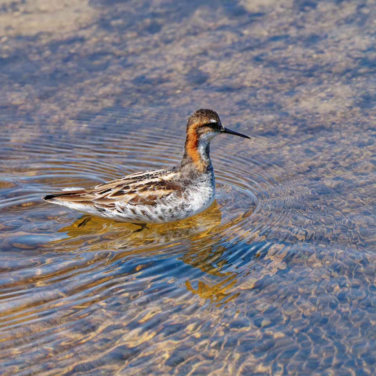 Red-necked Phalarope - Zhennong Li