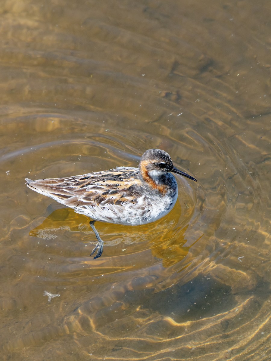 Red-necked Phalarope - Zhennong Li