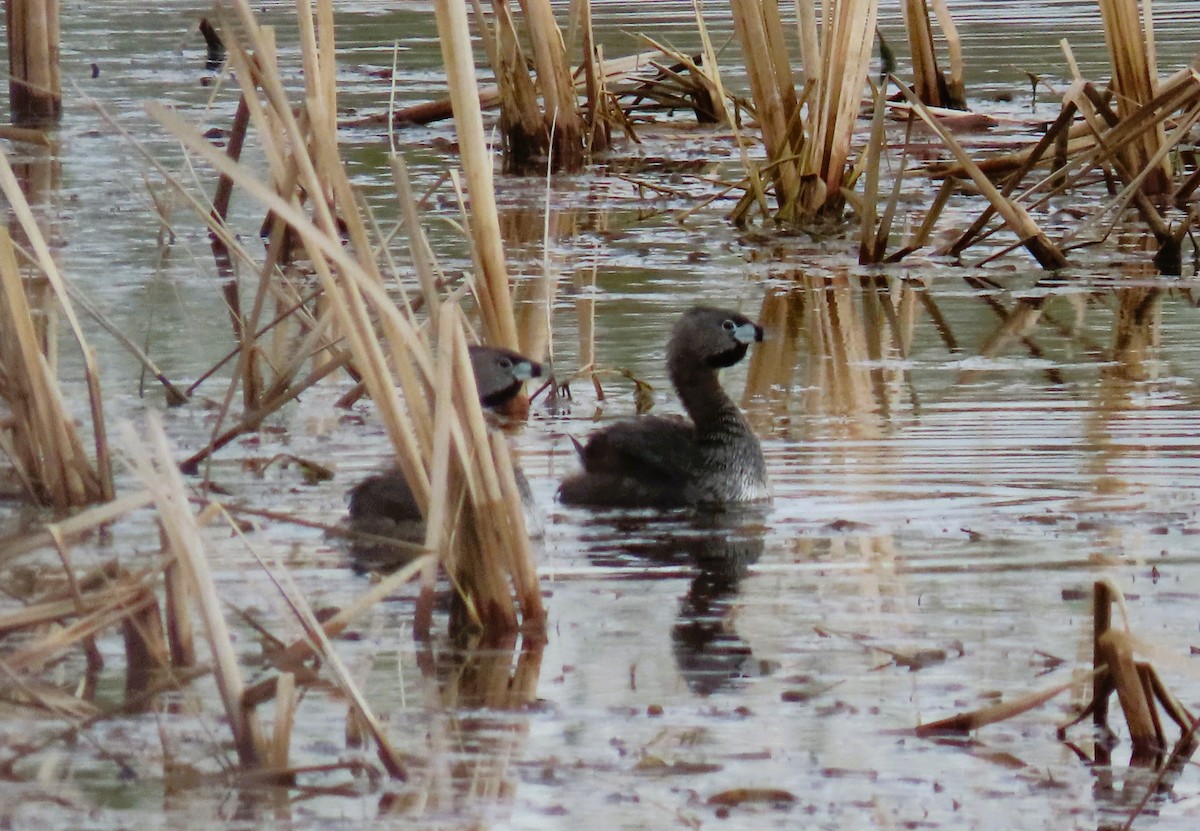 Pied-billed Grebe - Alfred Scott