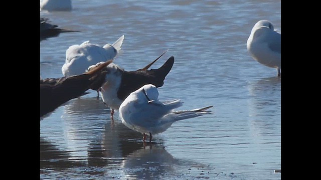 Snowy-crowned Tern - ML619514148