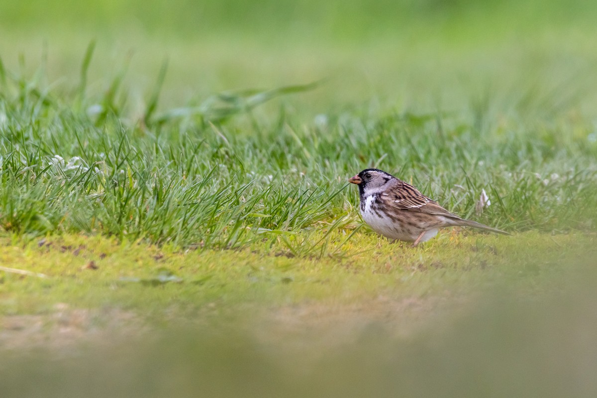 Harris's Sparrow - Rain Saulnier