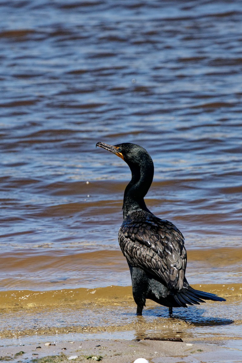 Double-crested Cormorant - Zhennong Li