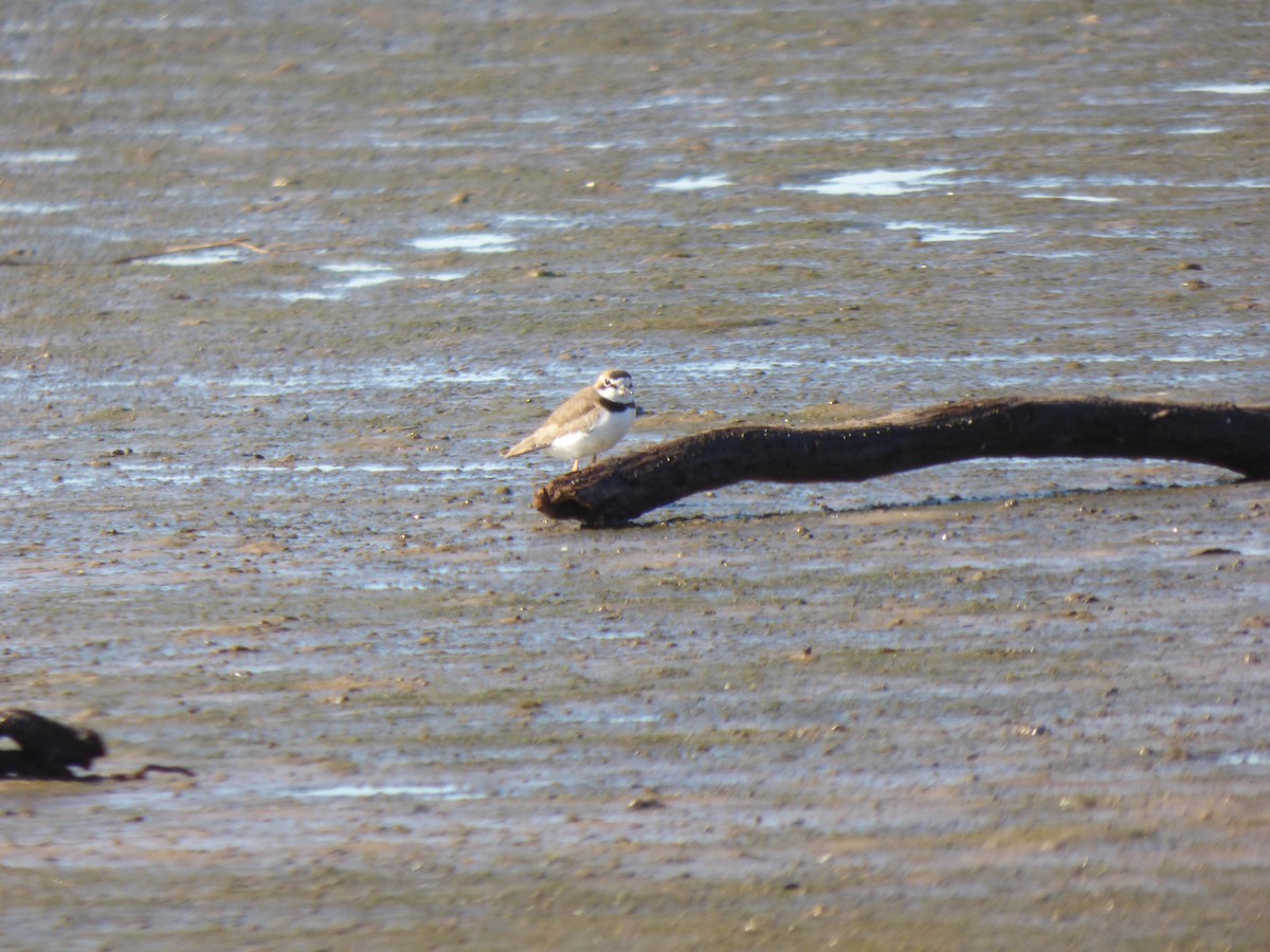 Collared Plover - Antonieta Gonzalez Soto