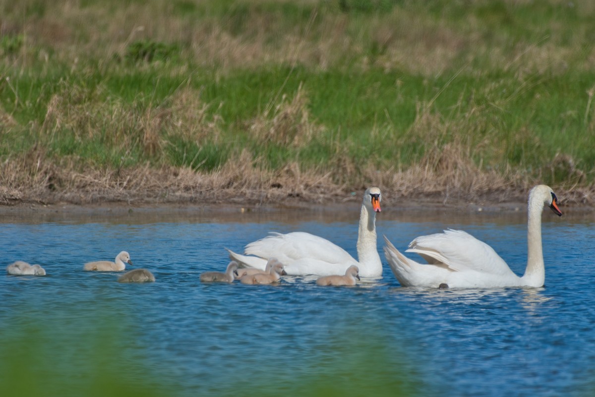 Mute Swan - Donald Fullmer