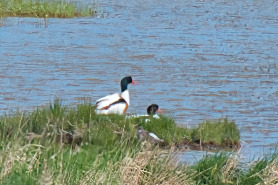 Common Shelduck - ML619514161